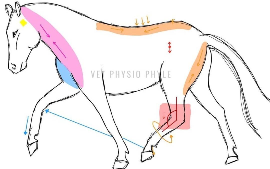 Znalost anatomie jako cesta k pochopení koně